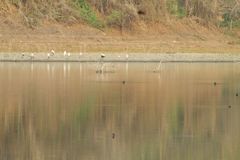 Podilymbus podiceps