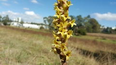 Dichromanthus michuacanus