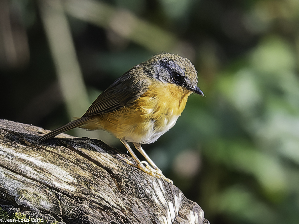 Equatorial Akalat