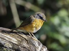 Equatorial Akalat photo 1