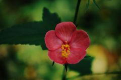 Hibiscus phoeniceus