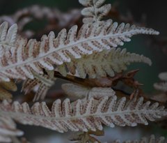 Oreopteris limbosperma