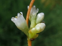Cuscuta obtusiflora
