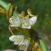 Cuscuta obtusiflora - Photo (c) jim_keesling, algunos derechos reservados (CC BY-NC), subido por jim_keesling
