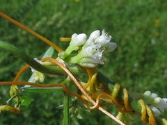 Cuscuta obtusiflora