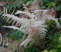 Oreopteris limbosperma