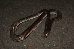 Xenopeltis unicolor