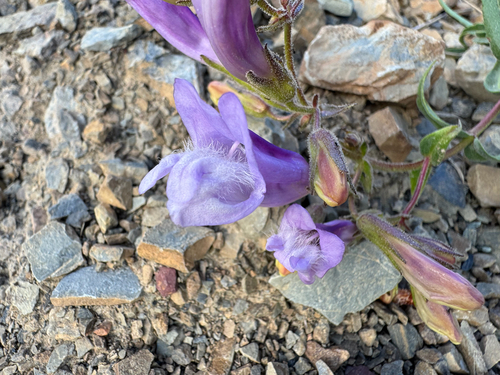 Lyall's Beardtongue (Penstemon lyallii)