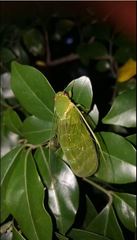 Glaucopsaltria viridis