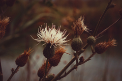 Cirsium coahuilense