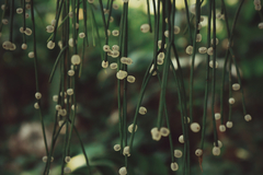 Rhipsalis baccifera