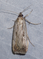 Tathorhynchus exsiccata