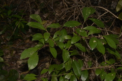 Elaeocarpus obovatus