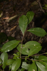 Elaeocarpus obovatus