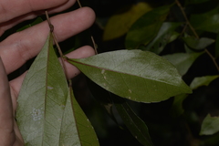 Elaeocarpus obovatus