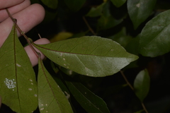 Elaeocarpus obovatus