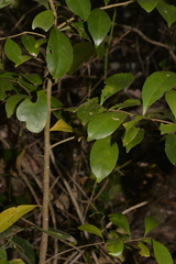 Elaeocarpus obovatus