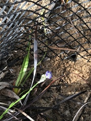 Comesperma calymega