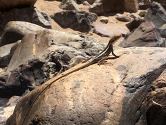 Amphibolurinae