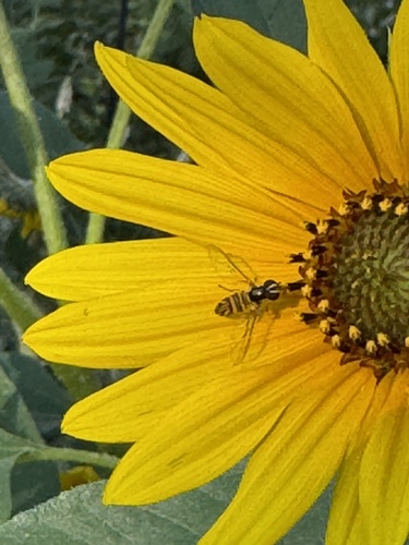 Unknown species found near Oakwood Dr, Pocatello, ID, US
