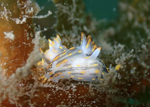 Polycera quadrilineata