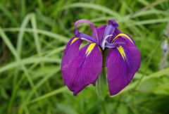 Iris ensata
