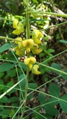 Sophoreae