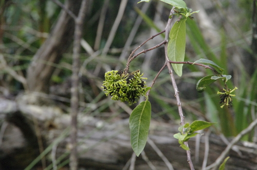 Wikstroemia furcata observed 2019-10-28