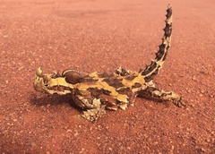 Moloch horridus