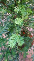 Taxus chinensis