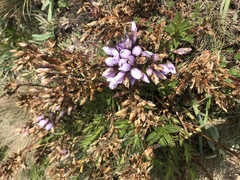 Gentianella foliosa