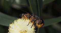 Austalis copiosa