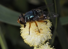 Austalis copiosa