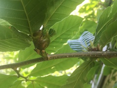 Dryocosmus kuriphilus