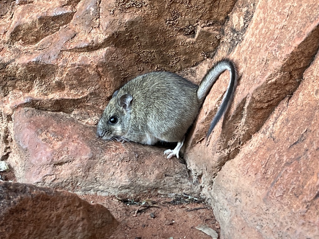 Central Australian Rock Rat