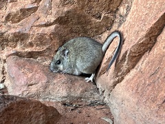 Central Australian Rock Rat photo 1