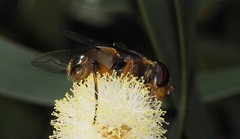 Austalis copiosa