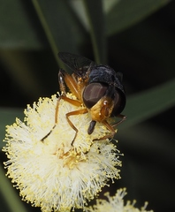 Austalis copiosa