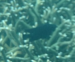 Neoglyphidodon melas