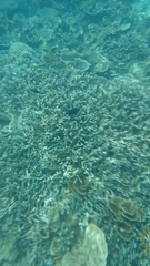 Neoglyphidodon melas