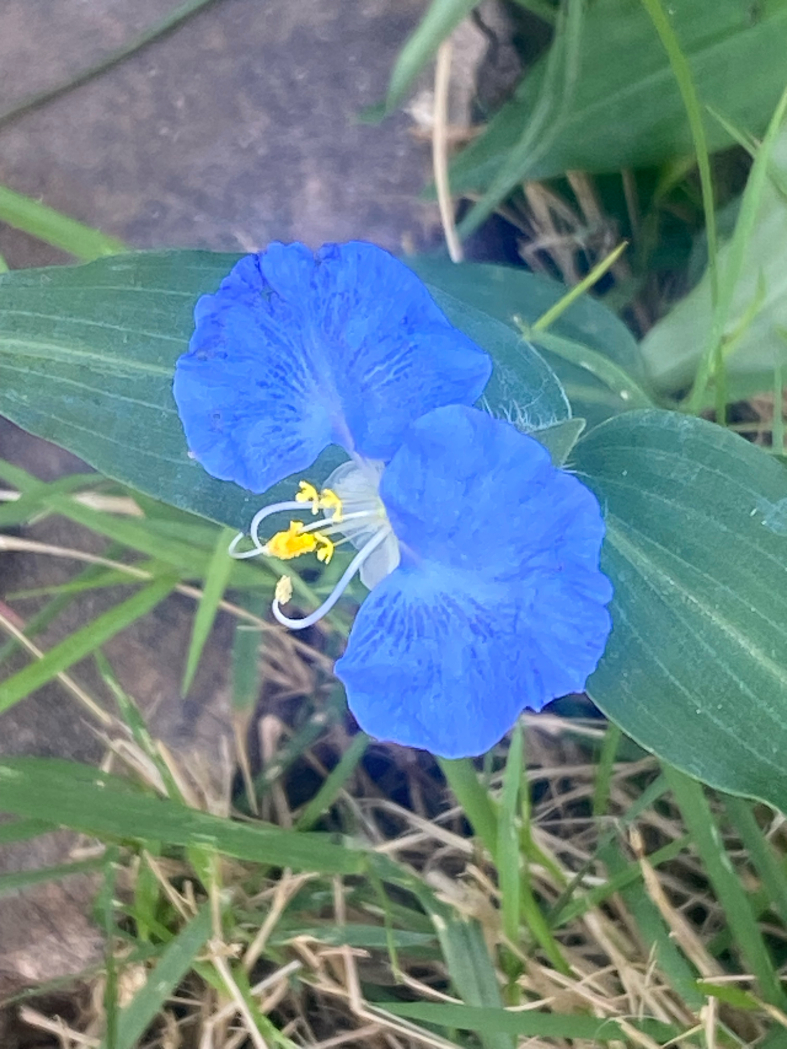 Commelina erecta