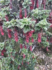 Ribes hirtum