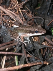 Indosylvirana nicobariensis