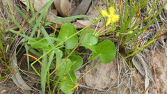 Nymphoides geminata