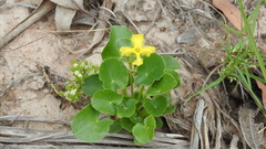 Nymphoides geminata
