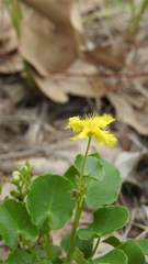 Nymphoides geminata