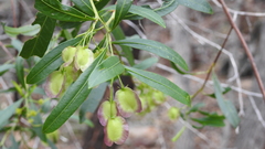 Dodonaea lanceolata