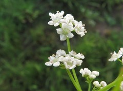 Cynosciadium digitatum