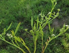 Cynosciadium digitatum