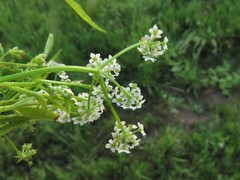 Cynosciadium digitatum